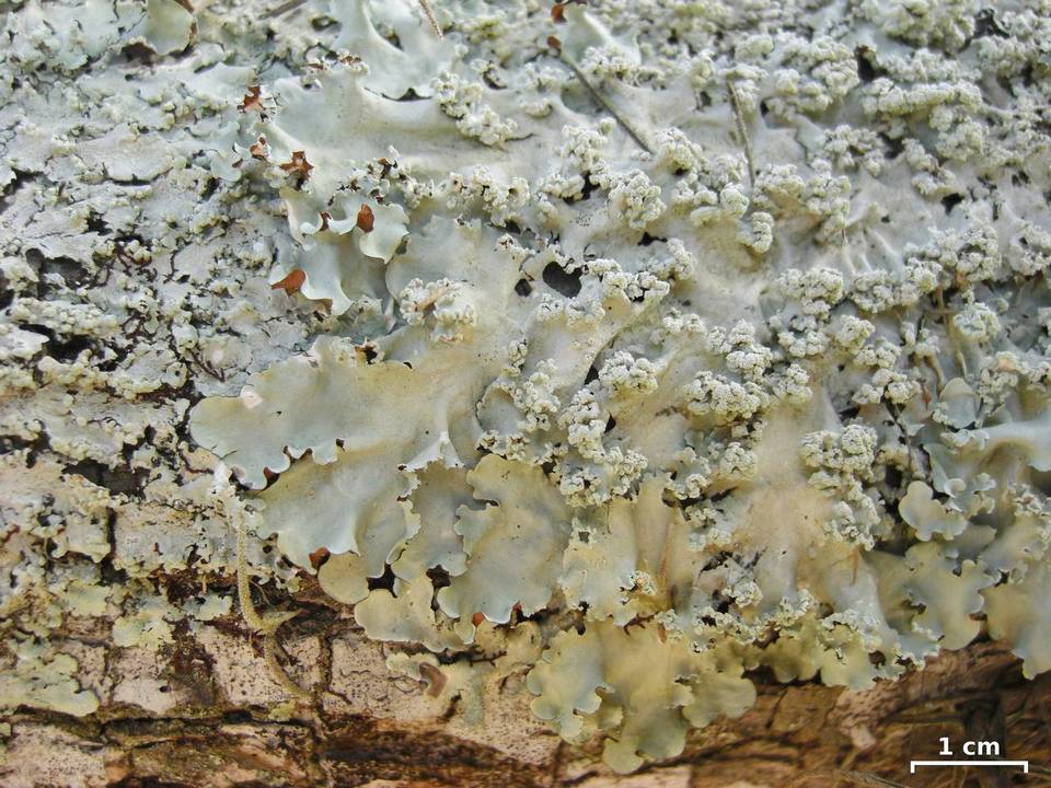 Parmotrema dilatatum image