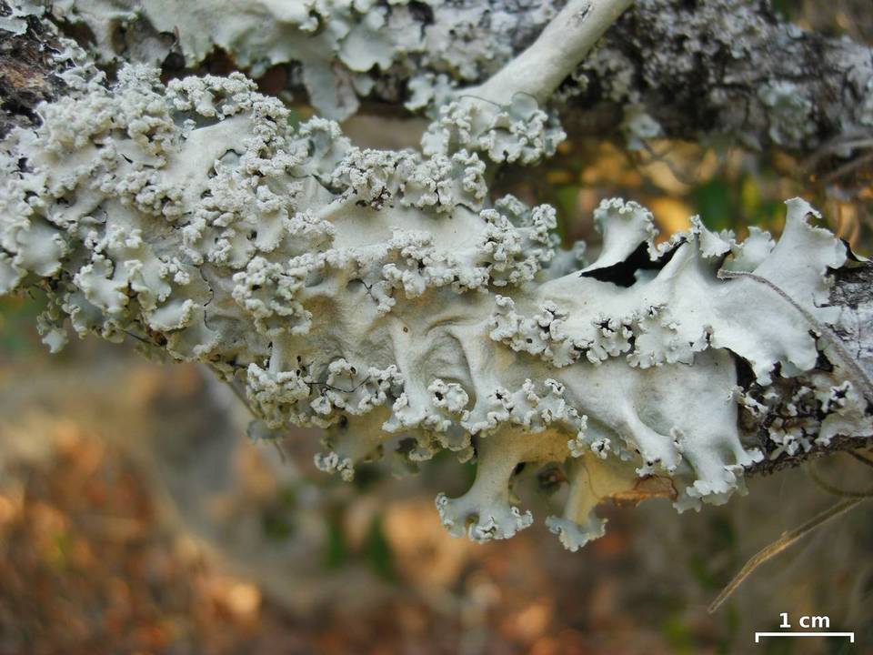 Parmotrema dilatatum image