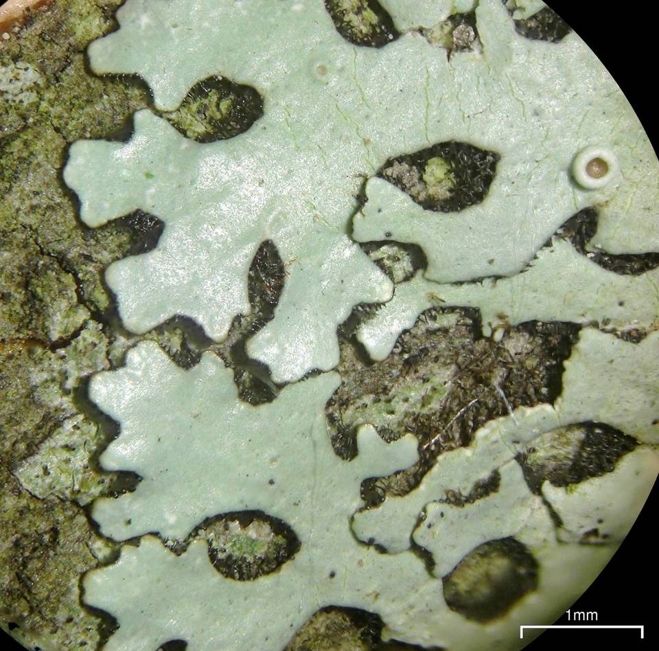 Bulbothrix confoederata image