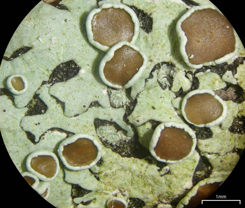 Bulbothrix image