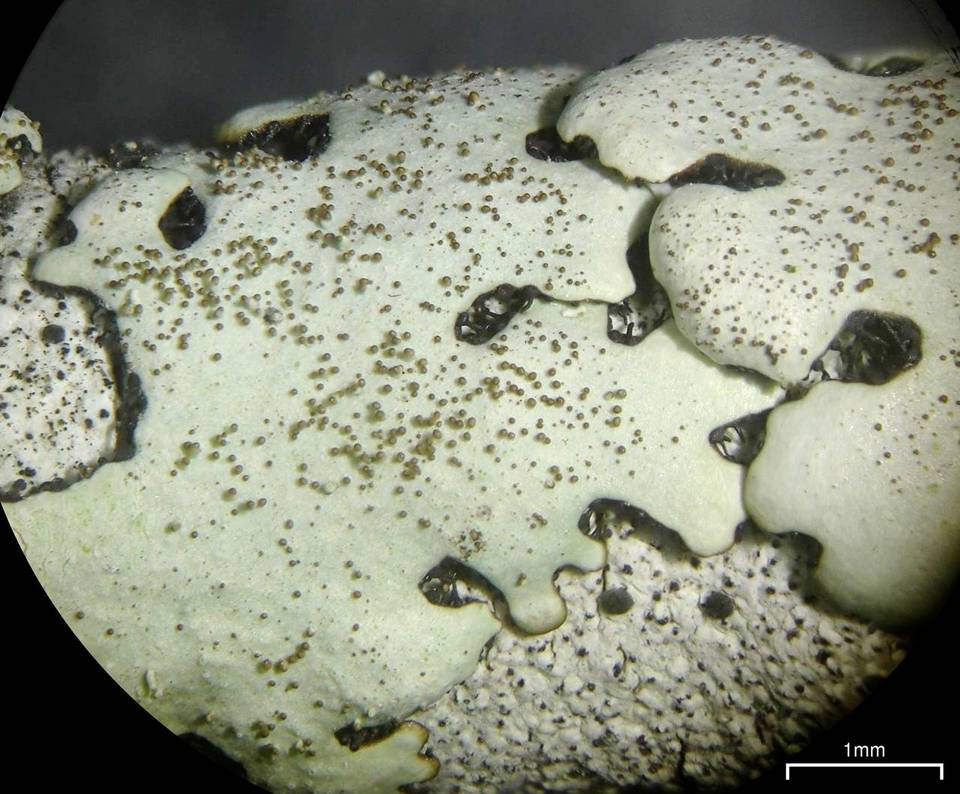 Bulbothrix isidiza image