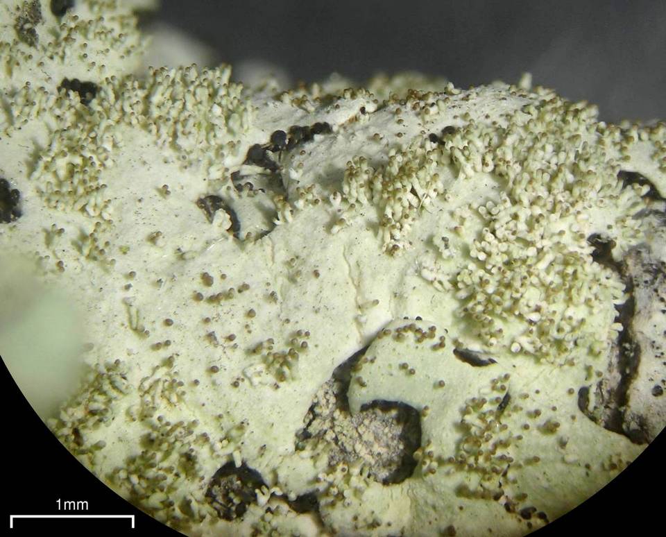 Bulbothrix isidiza image