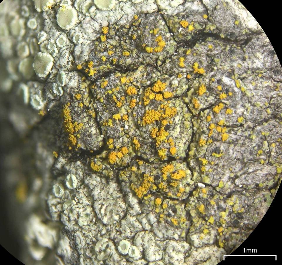 Caloplaca granularis image
