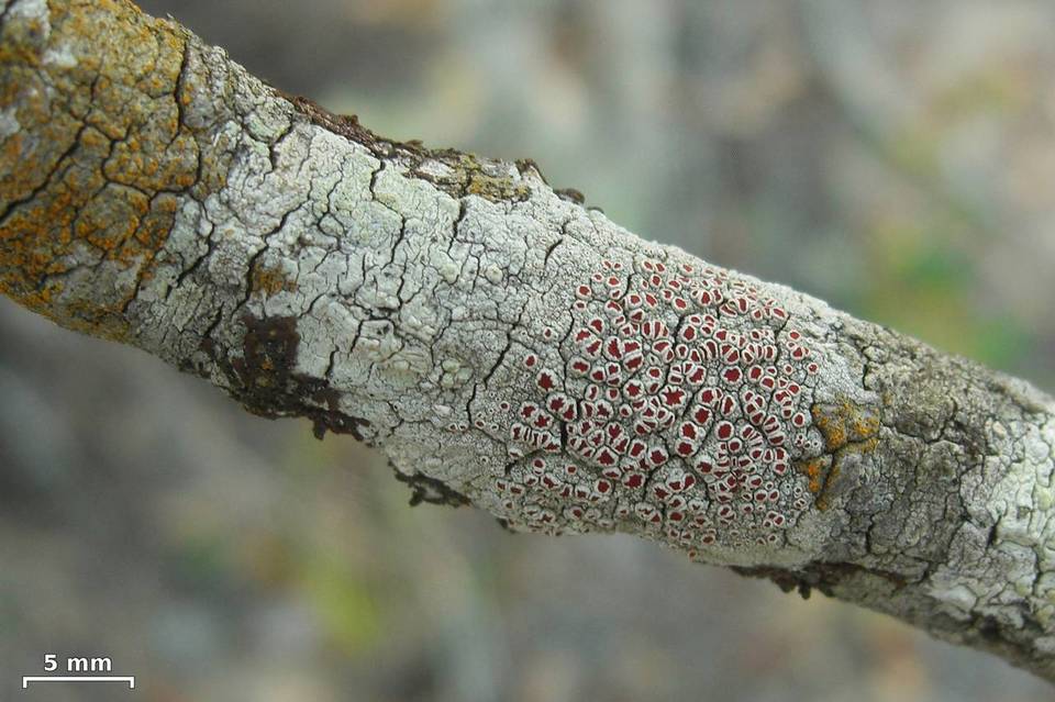 Haematomma flexuosum image