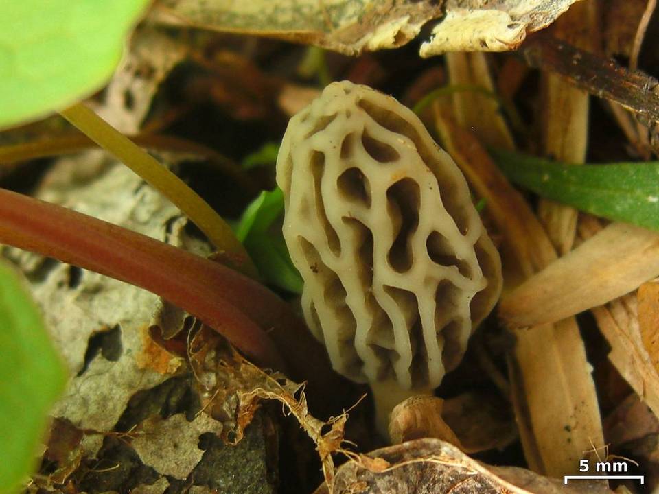 Morchella sceptriformis image