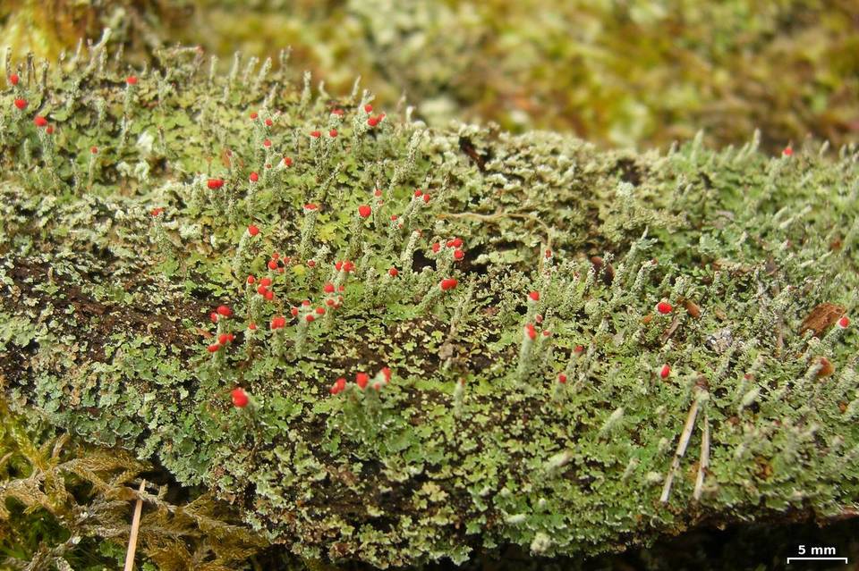 Cladonia didyma var. vulcanica image