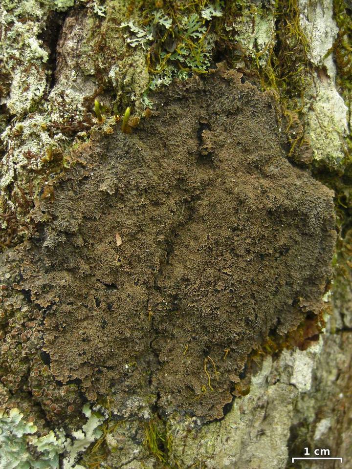 Parmeliella appalachensis image