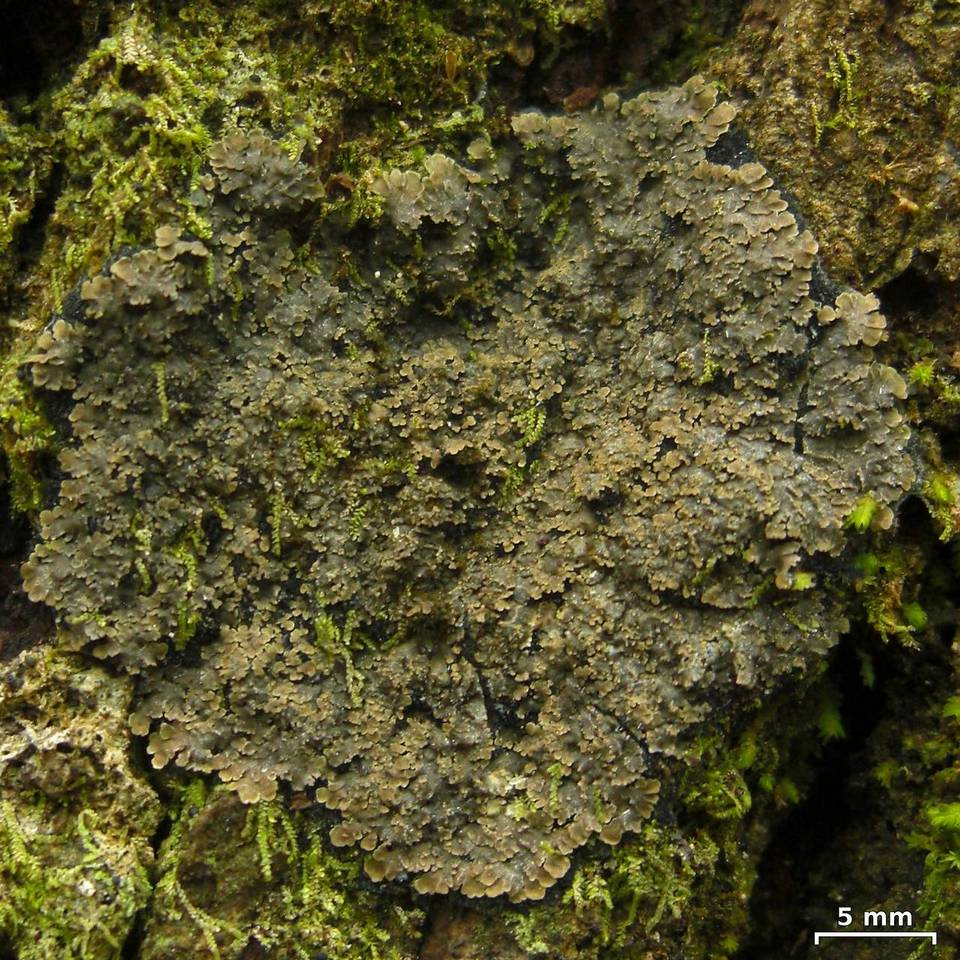 Parmeliella appalachensis image