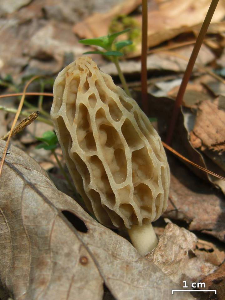 Morchella sceptriformis image