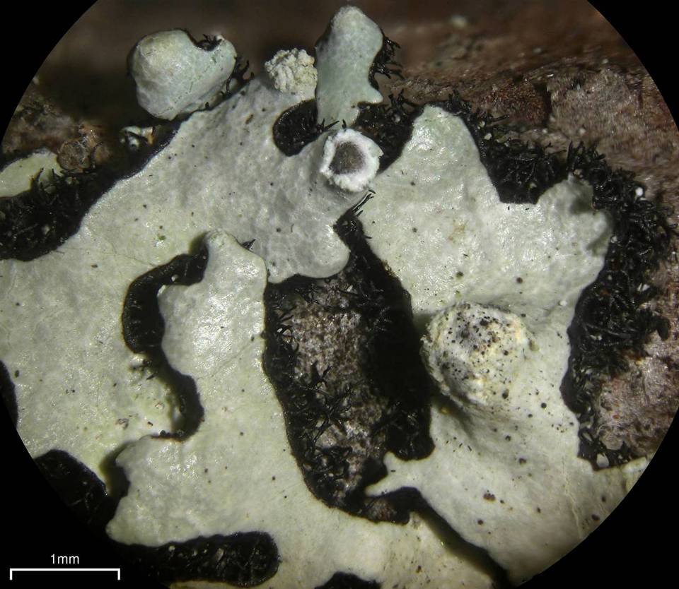 Hypotrachyna densirhizinata image