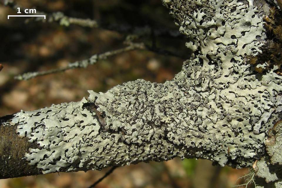 Hypotrachyna osseoalba image