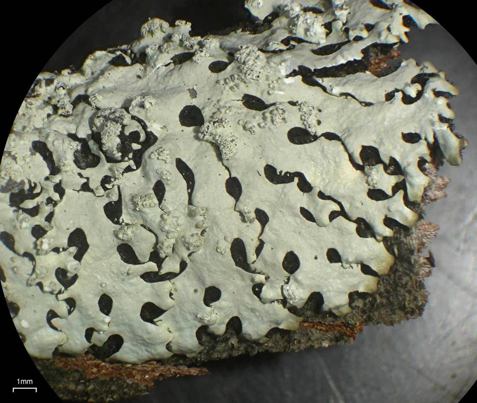 Hypotrachyna osseoalba image