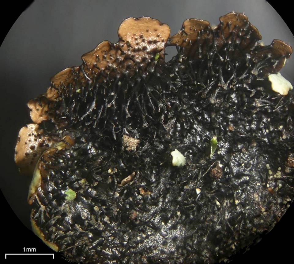 Parmelinopsis minarum image
