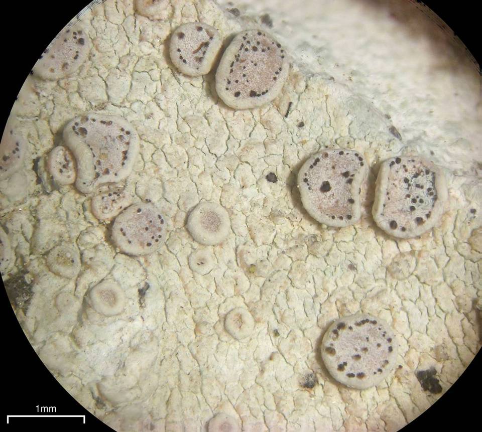 Lichenodiplis lecanorae image