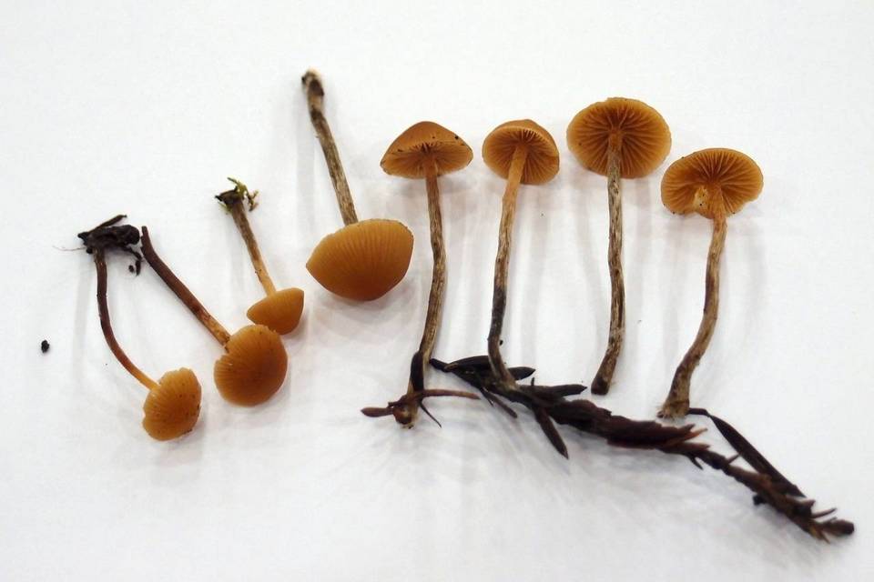 Galerina badipes image