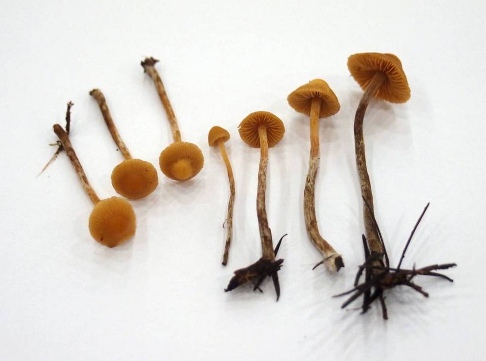 Galerina badipes image