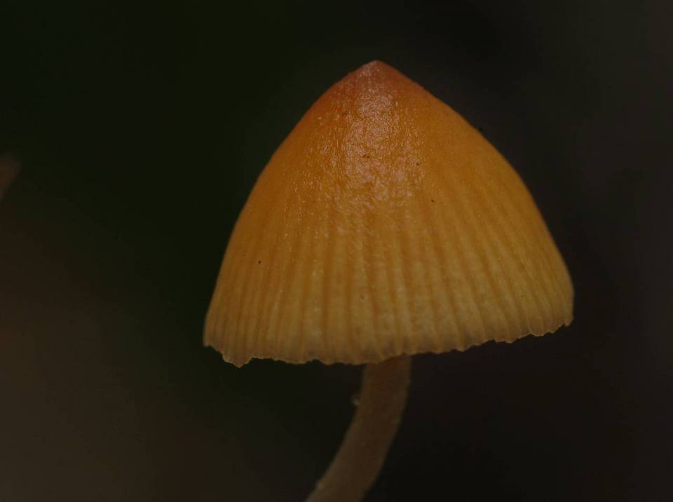 Galerina clavata image