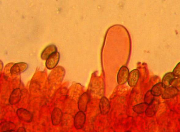 Galerina clavata image