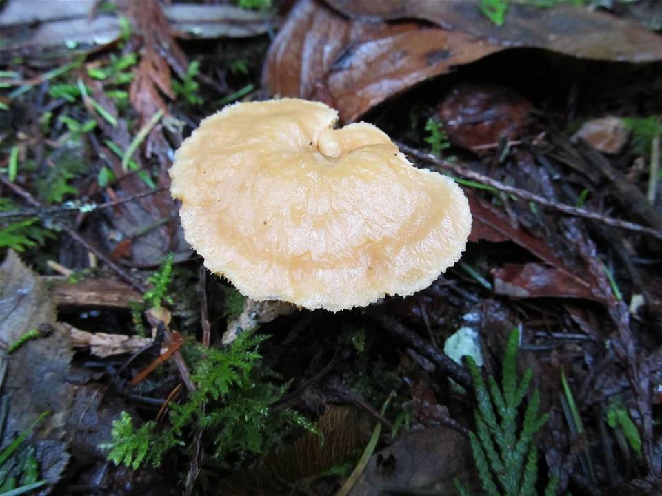 Hydnum oregonense image