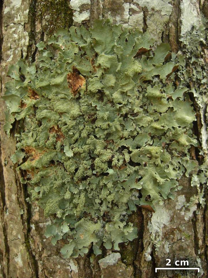 Canomaculina image
