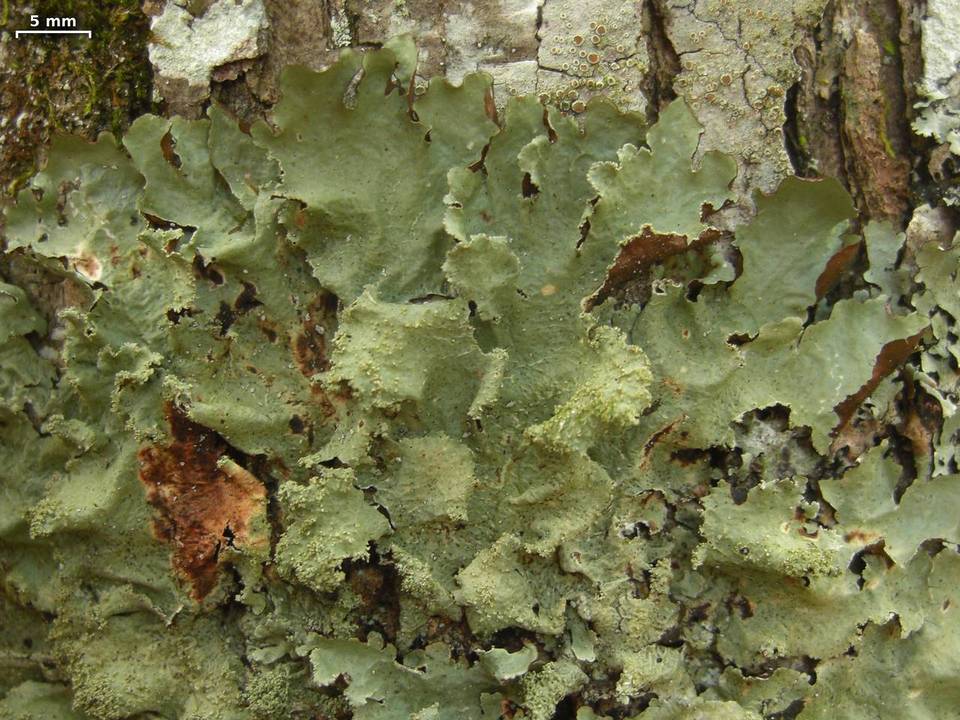 Canomaculina subtinctoria image