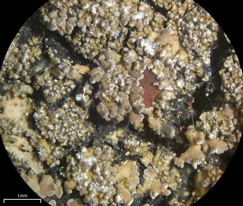 Fuscopannaria sorediata image