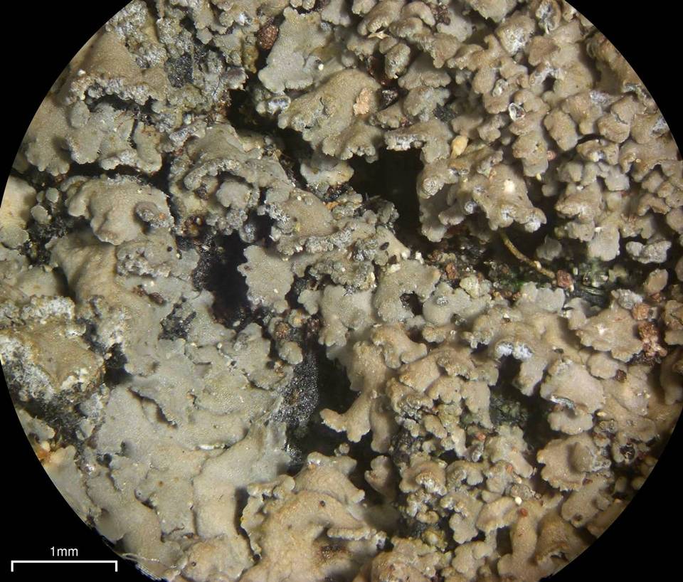 Fuscopannaria sorediata image