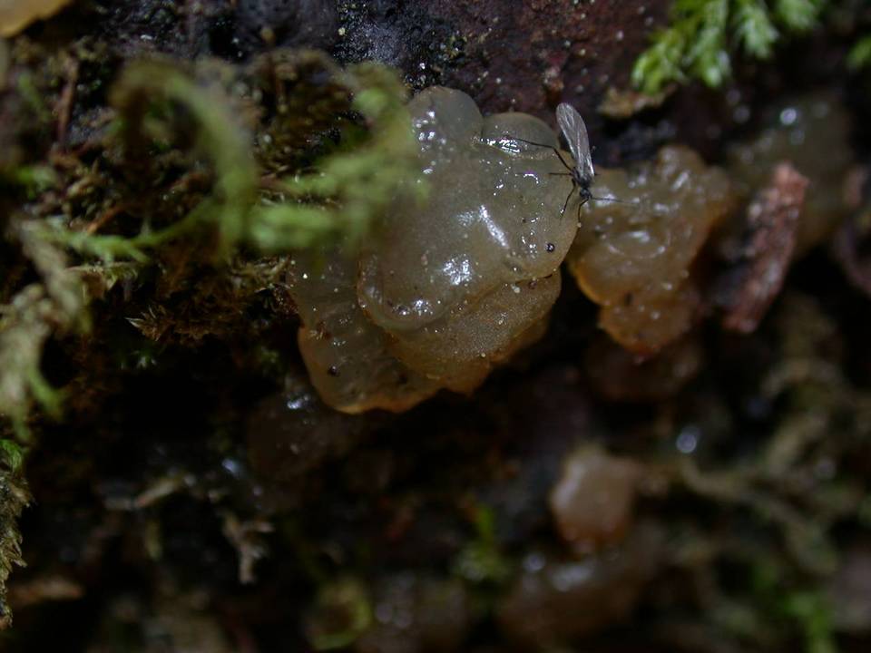 Dacrymyces enatus image