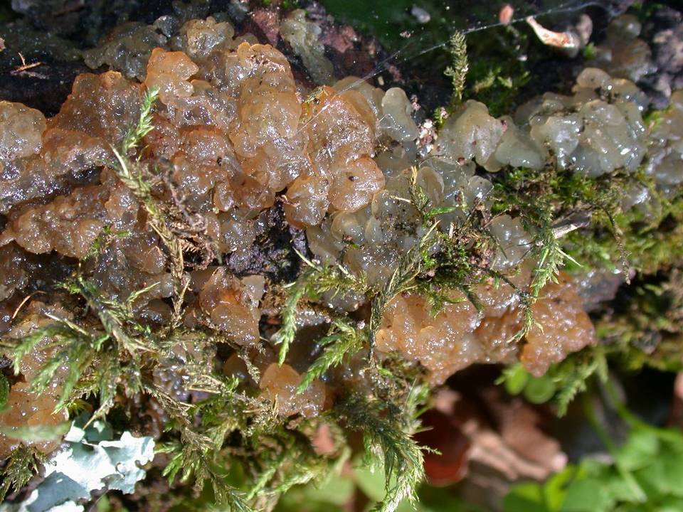 Dacrymyces enatus image