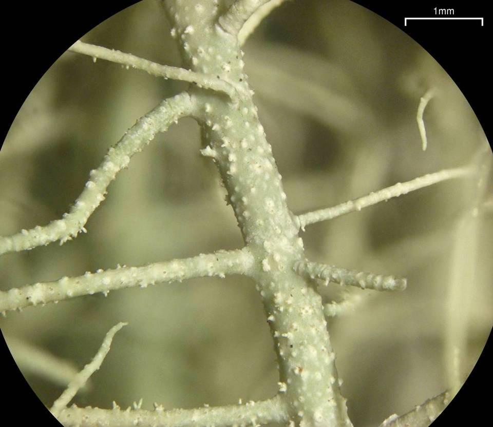 Usnea subscabrosa image