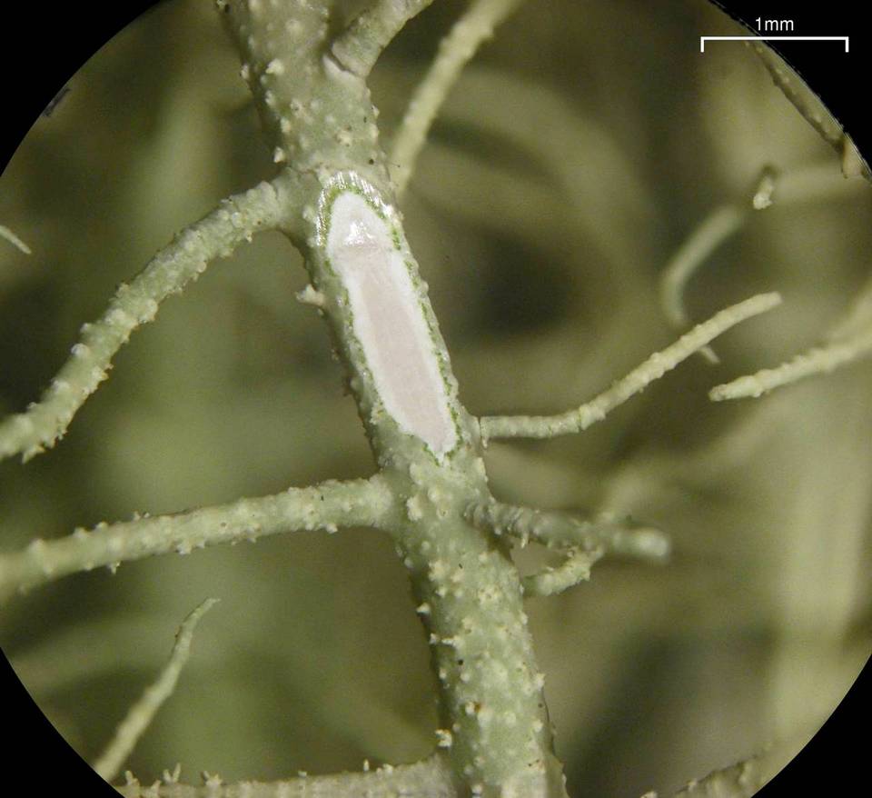 Usnea subscabrosa image