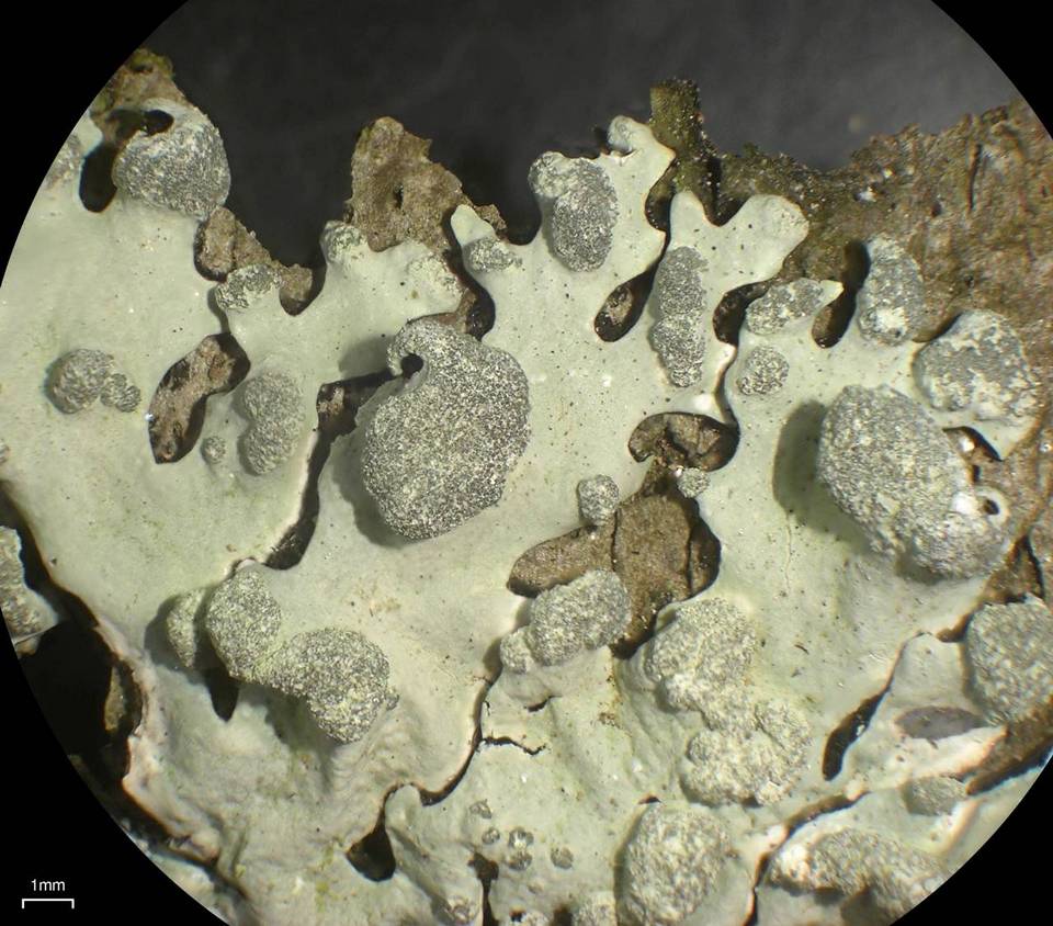 Hypotrachyna taylorensis image