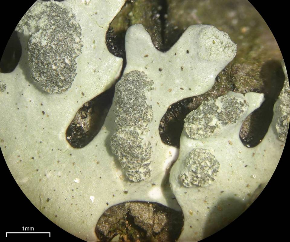 Hypotrachyna taylorensis image