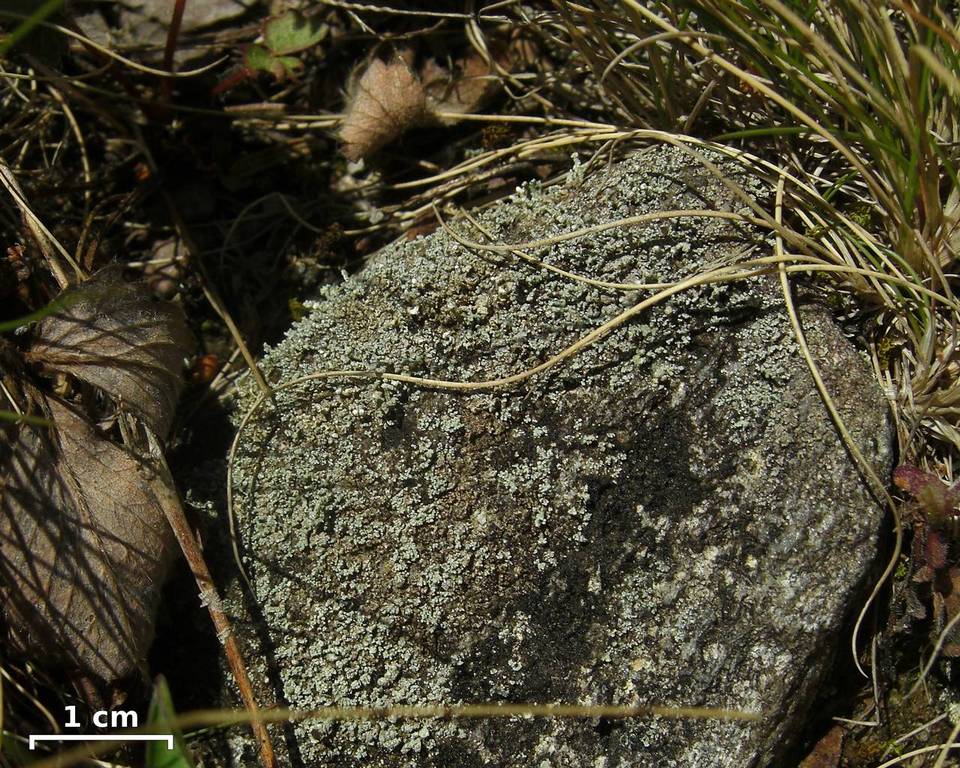 Stereocaulon pileatum image