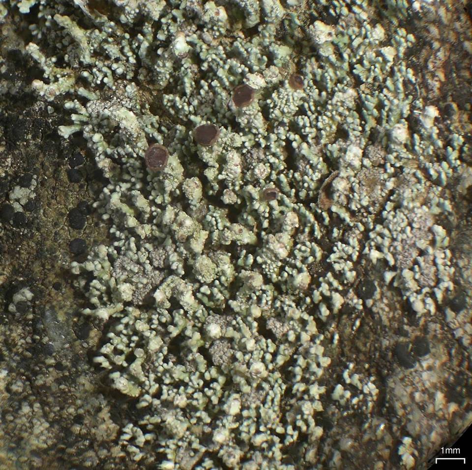 Stereocaulon pileatum image