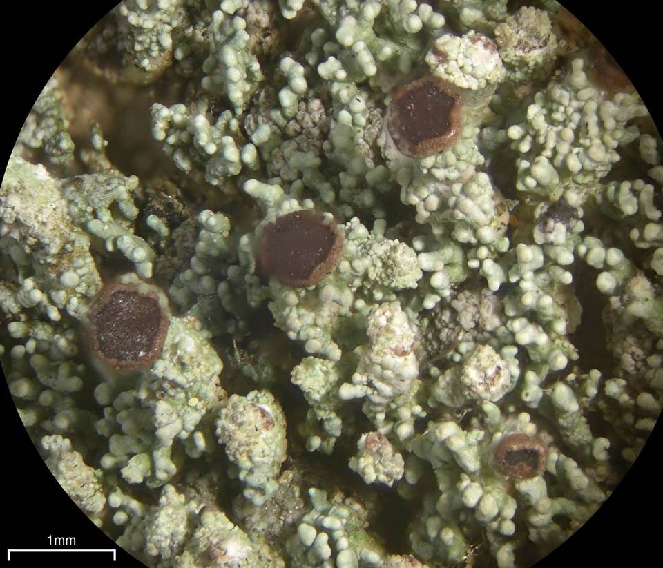 Stereocaulon pileatum image