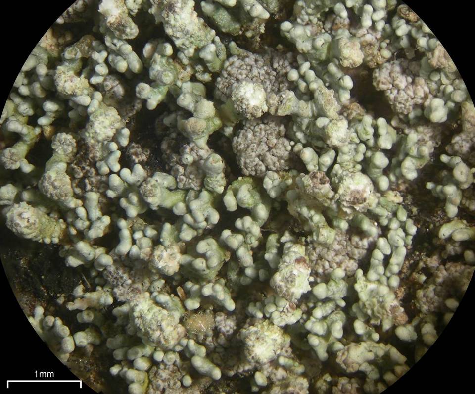 Stereocaulon pileatum image