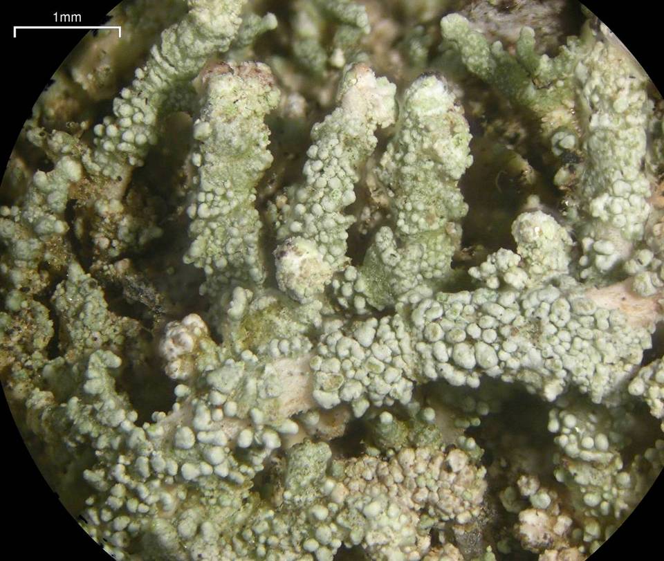 Stereocaulon pileatum image
