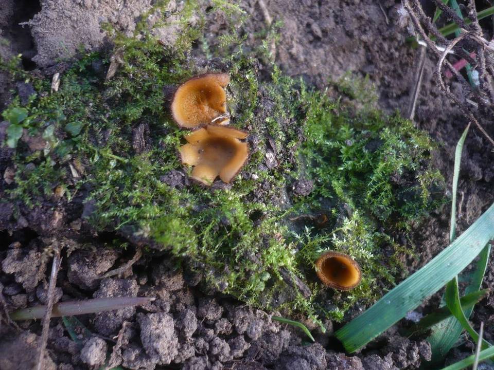 Humaria solsequia image