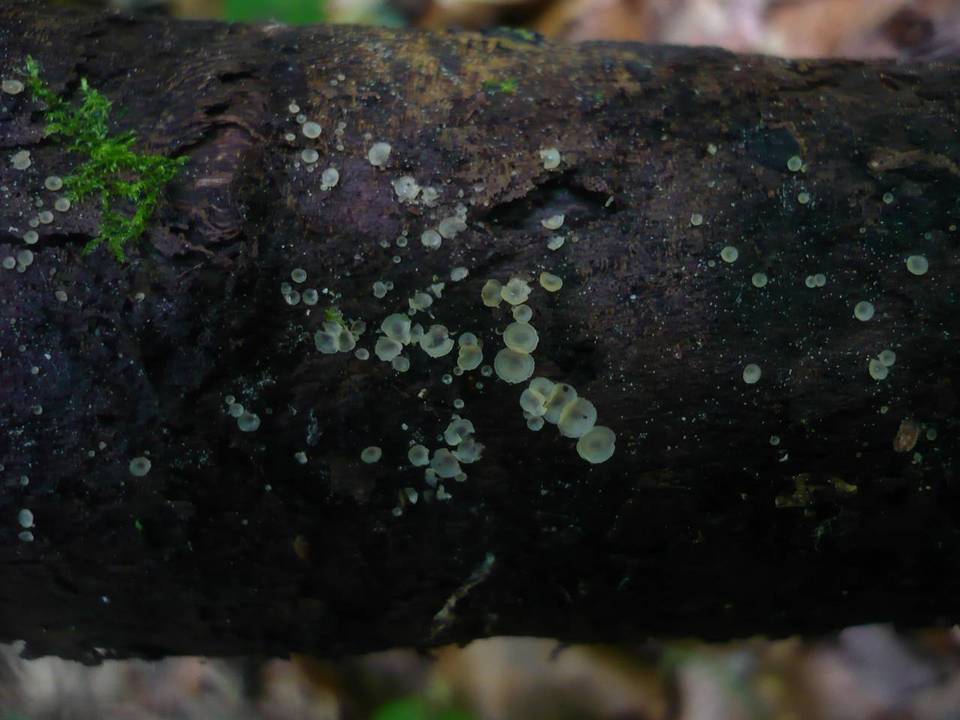 Hyalorbilia image