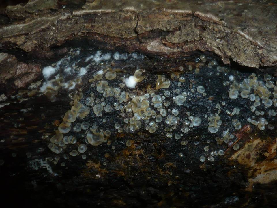 Hyalorbilia inflatula image
