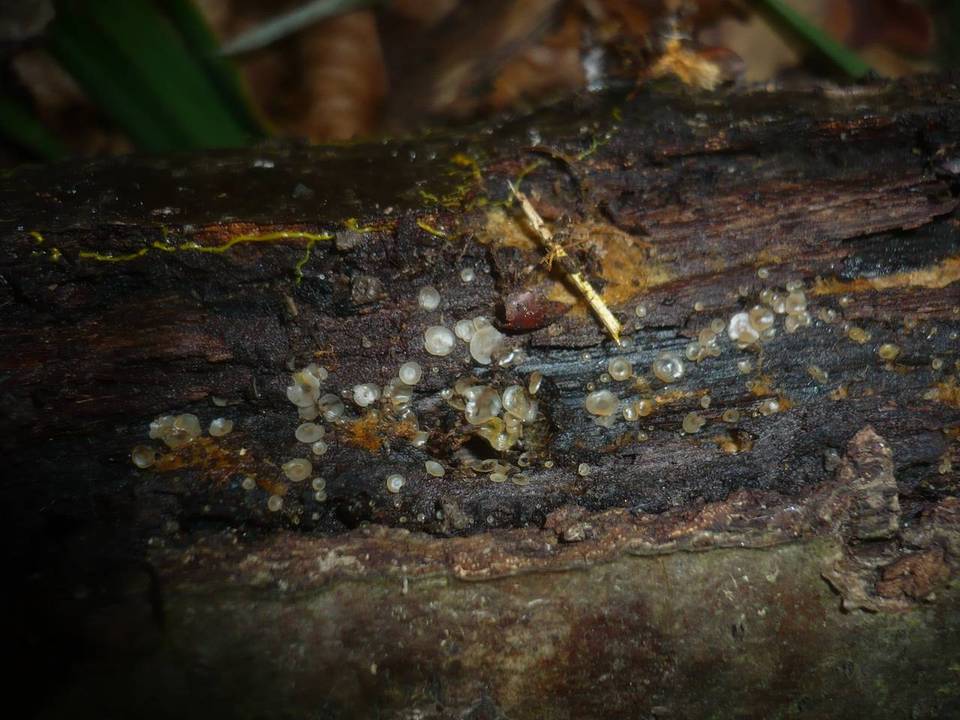 Hyalorbilia image