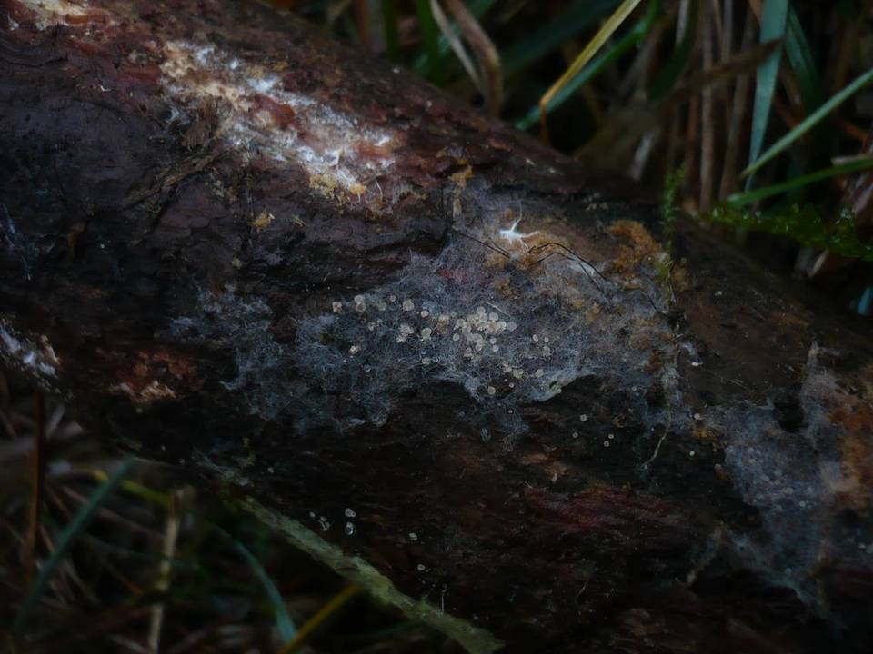 Hyaloscypha aureliella image