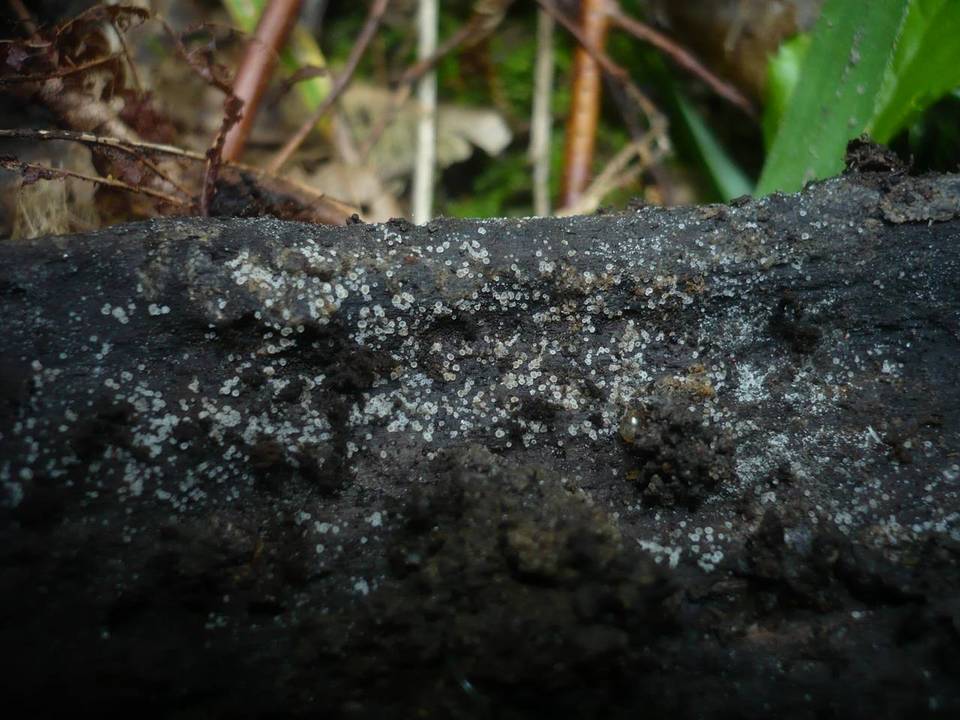 Hyaloscypha daedaleae image