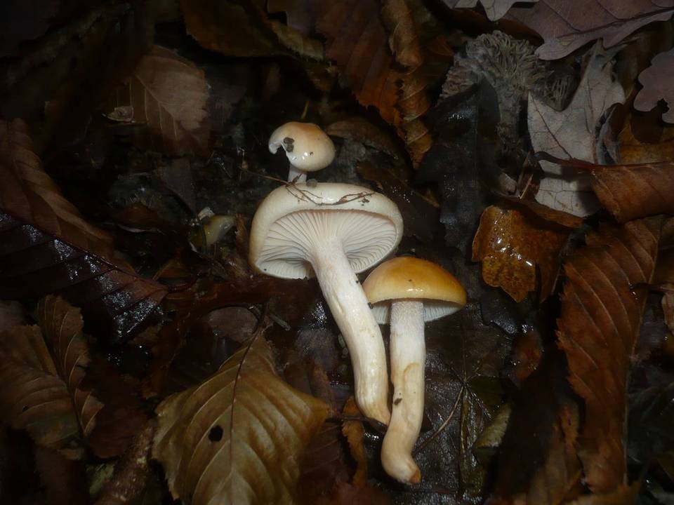 Hygrophorus carpini image