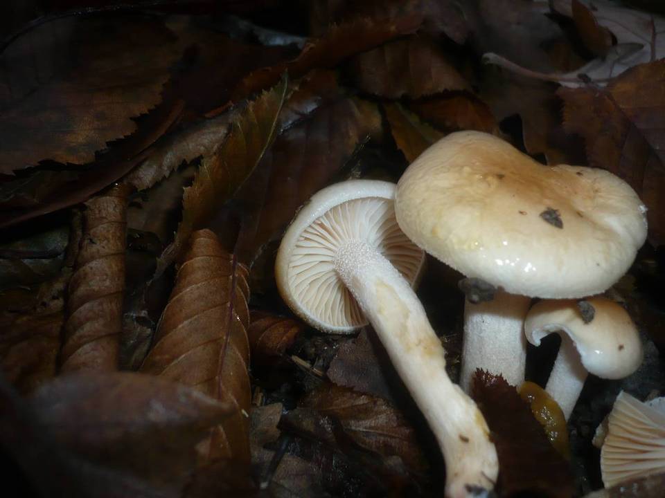 Hygrophorus carpini image