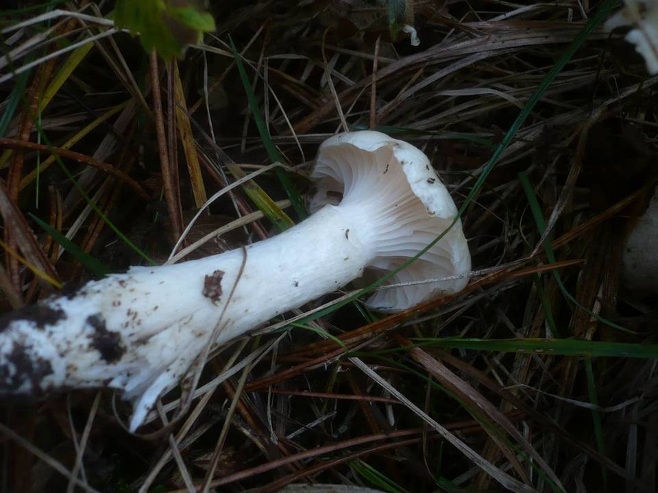 Hygrophorus ligatus image