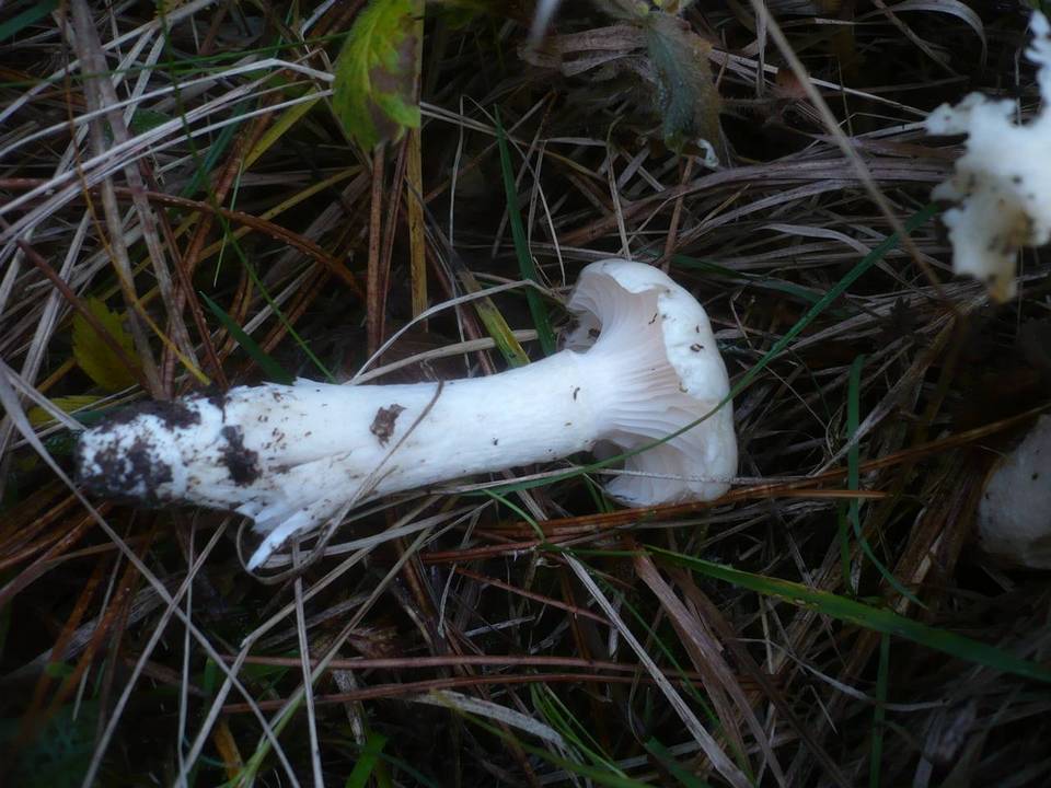 Hygrophorus ligatus image
