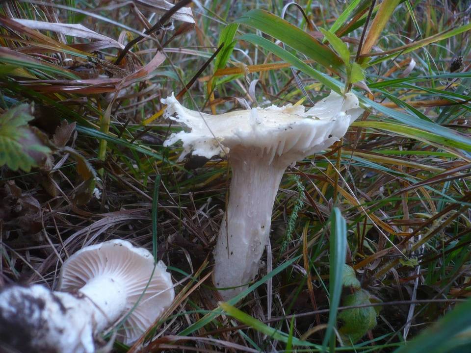 Hygrophorus ligatus image