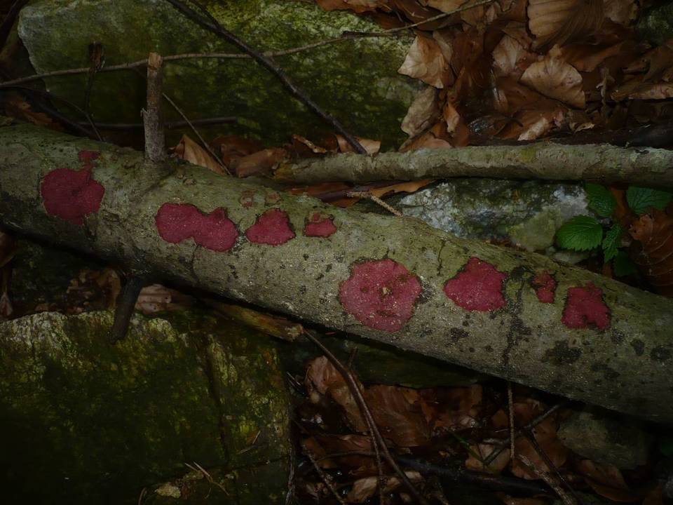 Hymenochaete cruenta image